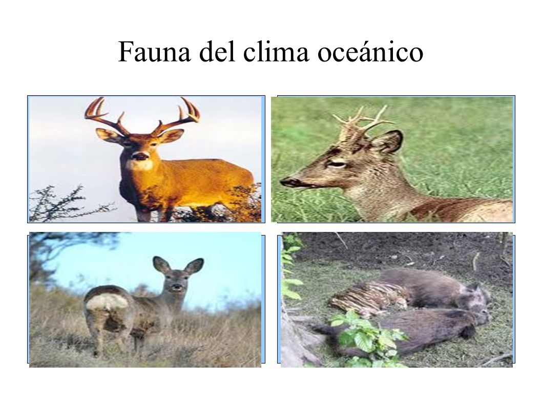 fauna del clima oceánico