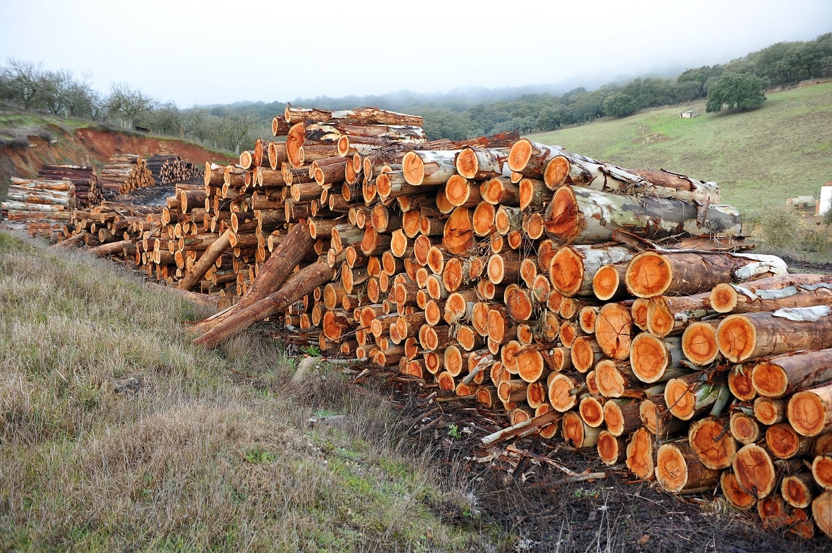 qué es la explotación forestal
