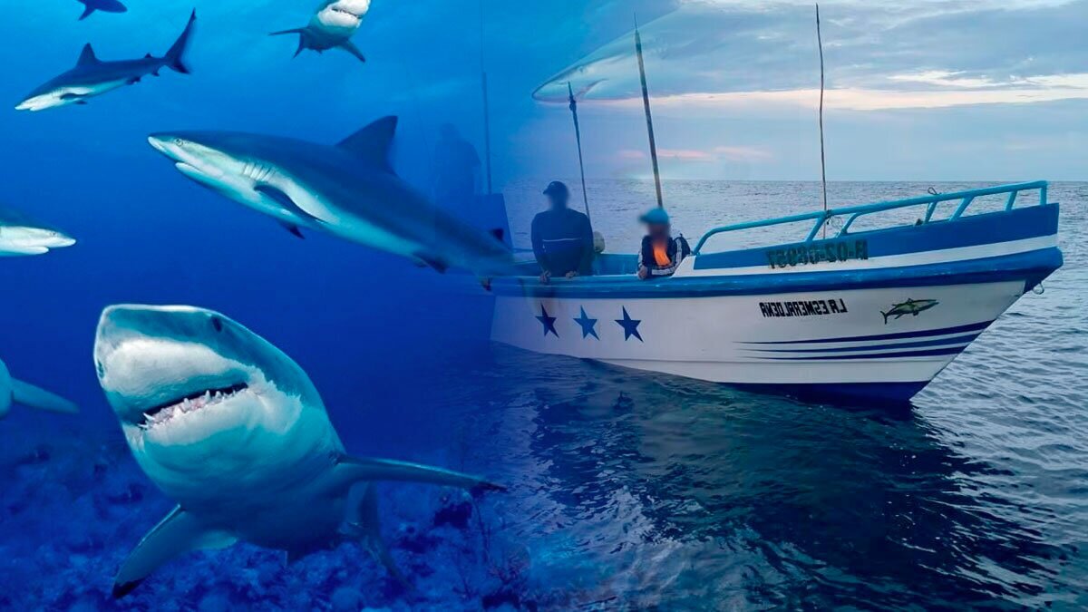 Qué significa soñar con un tiburón